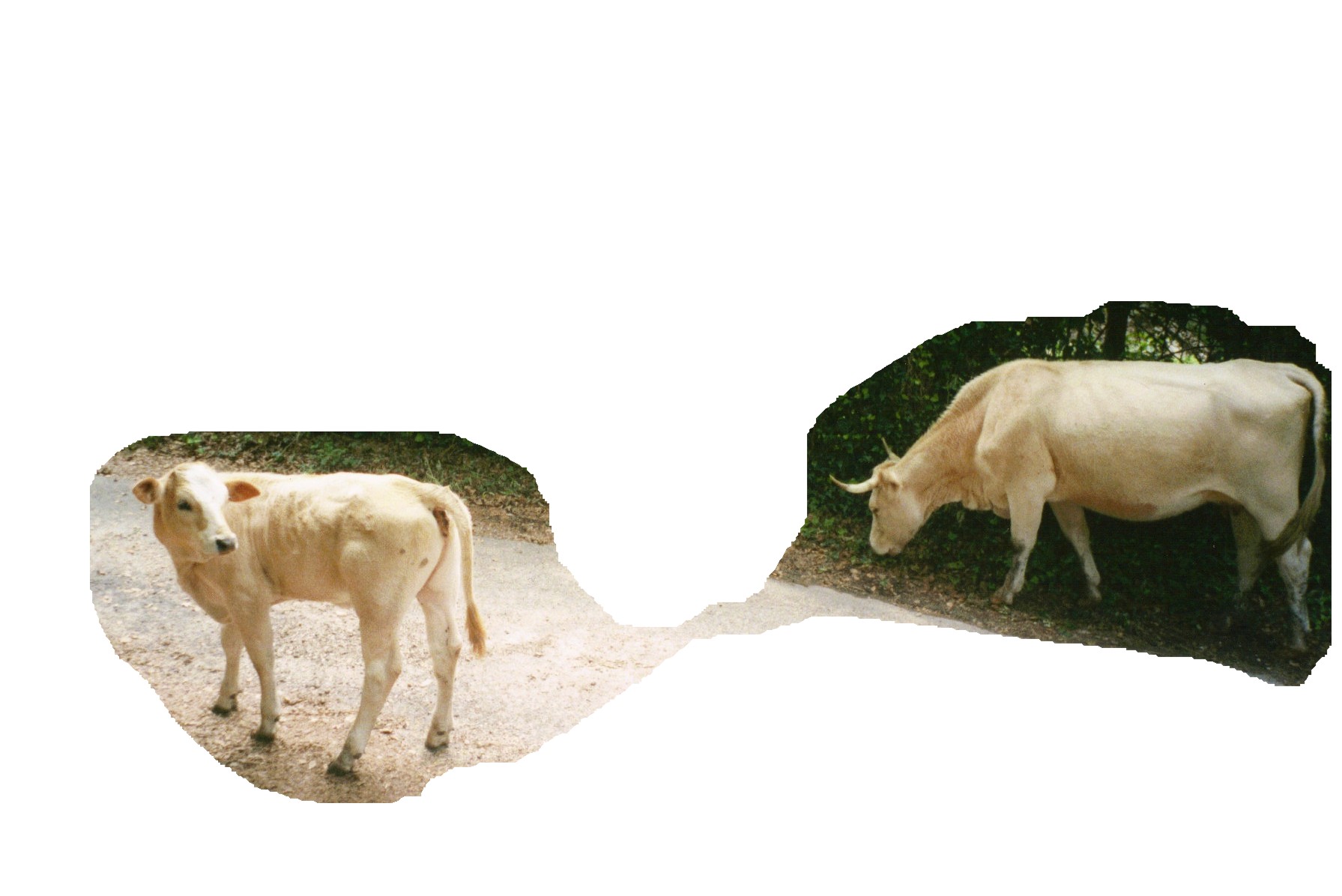 Animali al pascolo